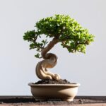 Crassula ovata bonsai